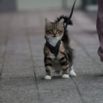 Choosing Safe and Durable Soft Cat Harnesses and Collars