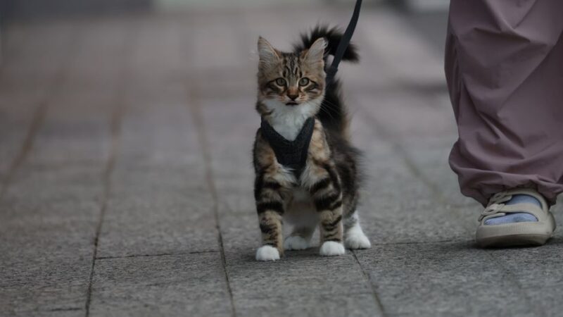 Choosing Safe and Durable Soft Cat Harnesses and Collars