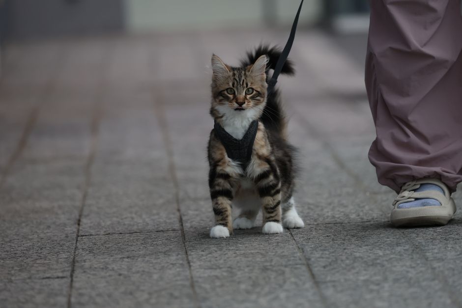 Choosing Safe and Durable Soft Cat Harnesses and Collars